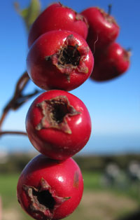 HAWS