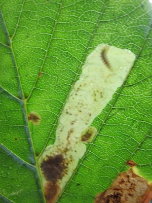Horse chestnuts – under attack?