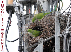 Invasive species : Monk parakeets?