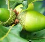 acorns