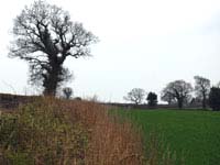Ancient and veteran trees