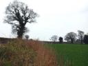 Ancient trees