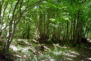 Forestry Commision – the National Forest Inventory (NFI).