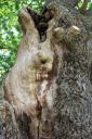 ancienttree