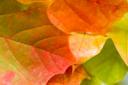 autumnleaves.jpg
