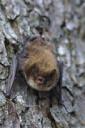 bat