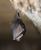 bat survey