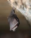 bat survey