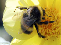 A Big Buzzing Bee