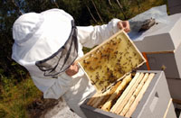 Bee Friendly! – Part 3: Opening the Hive