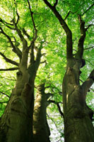 Big Trees, Little Trees – a video presentation with Julian Evans