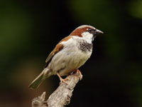 bird atlas