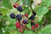 Blackberries