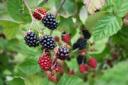Blackberries