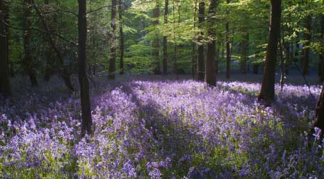 Bluebell woodland in Spring