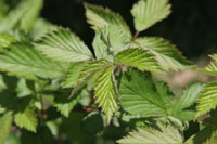 bramble