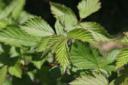 bramble