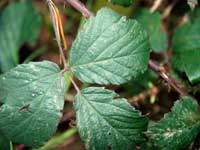 Brambles (Rubus fruticosus)