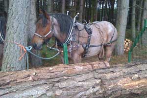 Horse-logging – less damaging and more practical for woodland owners