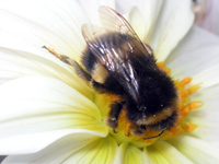 Bumblebees