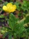 Buttercups, Old and New - Ancient Meadows