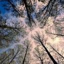 Continuous cover of poplars