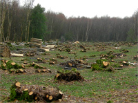 An area of coppiced woodland