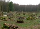 An area of coppiced woodland