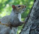 Grey Squirrels