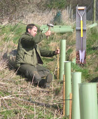 Dan planting