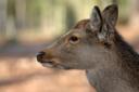 deer management
