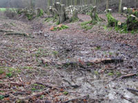 The Ghost of Workers Past Part 2:  Delving into the history hidden in your woodland 