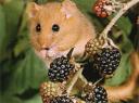 dormouse