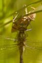 dragonfly emerging