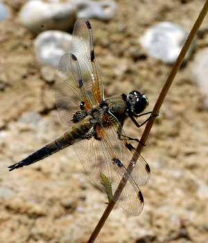 Dragonflies+uk+identification