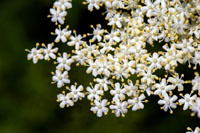 elderflower.jpg
