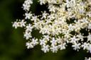 elderflower.jpg