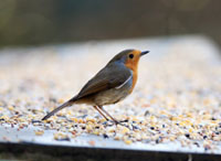 feedthebirds