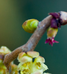 female-flower