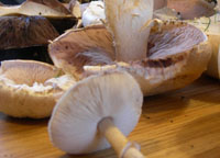 field mushroom harvest