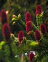 Norway Spruce