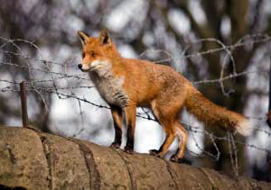 Roadkill : rabbits, hedgehogs, foxes……