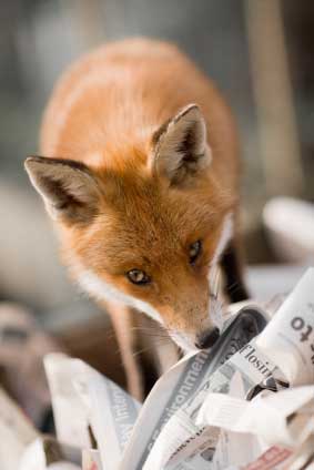 Urban Foxes