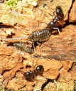 The Gian Oak Aphid with some Jet Black Ants