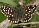 grizzled-skipper-by-jim-ash.jpg