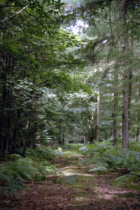 Call for entries for prestigious Small Woodlands award in the South West