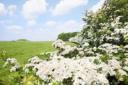 hawthorn hedge