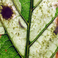 Horse Chestnut Woes! - Dealing with disease 