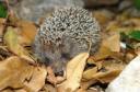 hedgehog.jpg