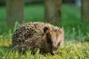 A hedgehog